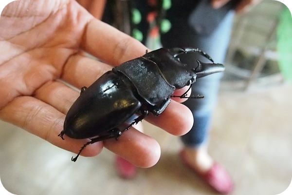 【宜蘭親子景點】喚起童年記憶的～甲蟲森林生態教室 @捲捲頭 ♡ 品味生活