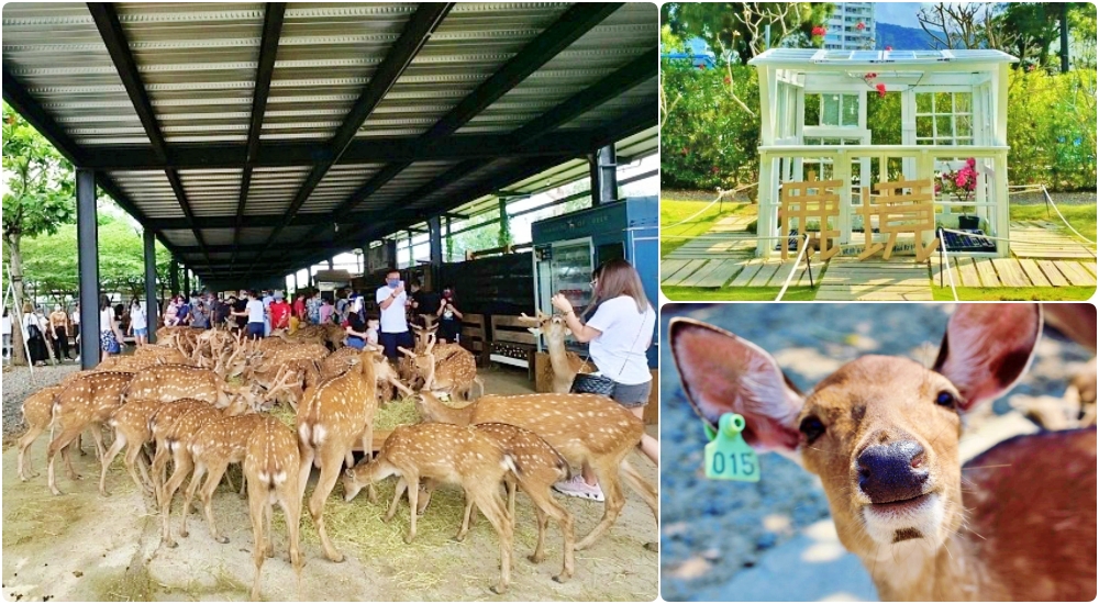 靜岡富士野生動物園，搭叢林巴士，親手餵食獅子長頸鹿～ @捲捲頭 ♡ 品味生活