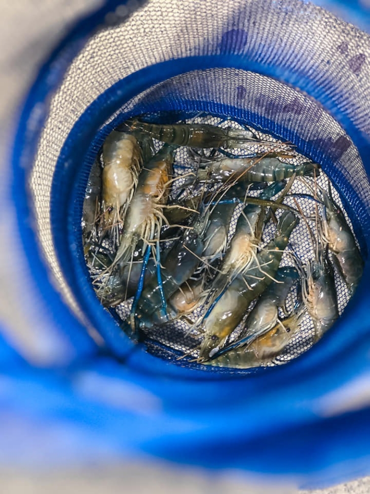 宜蘭大眾親子釣蝦場，新手池能看見蝦在吃餌，釣到螃蟹不加價！ @捲捲頭 ♡ 品味生活