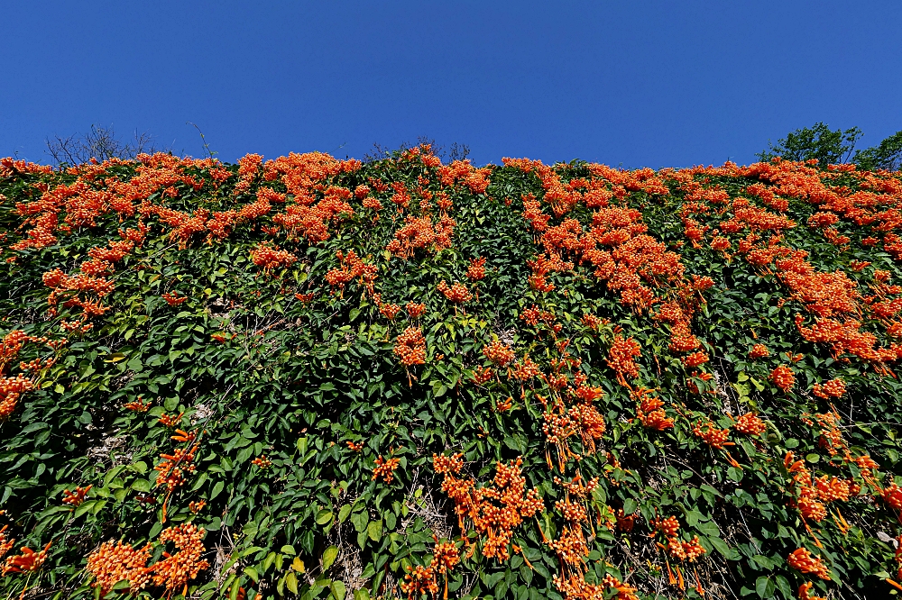 苗栗銅鑼炮仗花海公園，黃澄澄的花海現在來拍最美，數百公尺超美橘黃花瀑布 @捲捲頭 ♡ 品味生活