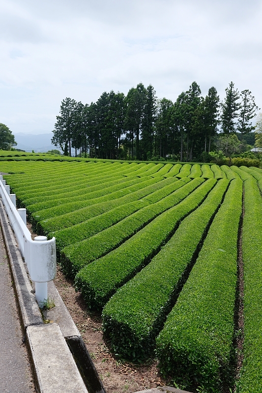 靜岡大淵笹場，和富士山同框的茶園，翠綠大茶園超療癒～ @捲捲頭 ♡ 品味生活