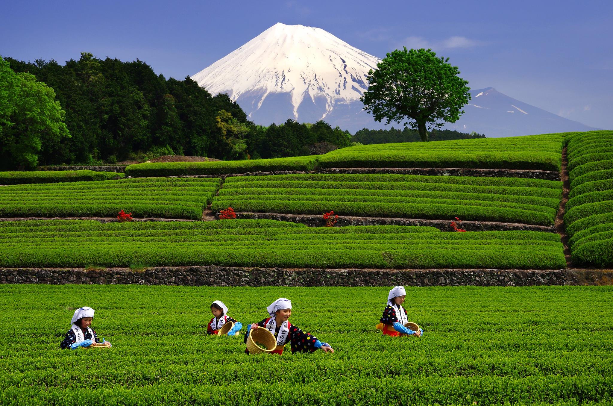 靜岡大淵笹場，和富士山同框的茶園，翠綠大茶園超療癒～ @捲捲頭 ♡ 品味生活