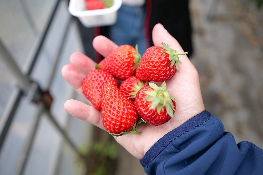 靜岡久保田草莓園，田中央農園採大顆草莓，限時30分吃到飽～ @捲捲頭 ♡ 品味生活