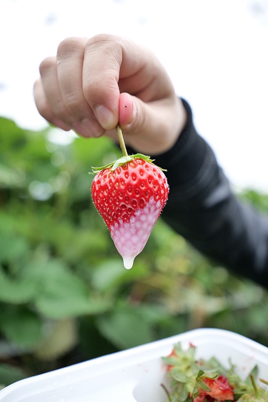靜岡久保田草莓園，田中央農園採大顆草莓，限時30分吃到飽～ @捲捲頭 ♡ 品味生活