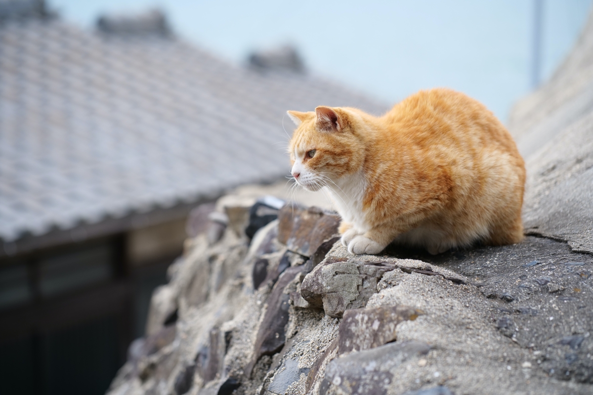 高松【男木島】到瀨戶內海擼貓，景點指南&#038; 交通資訊 @捲捲頭 ♡ 品味生活