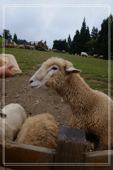 清境農場綿羊秀，青青草原開心的羊咩咩餵食互動， 還有可愛的羊咩咩脫光秀～ @捲捲頭 ♡ 品味生活
