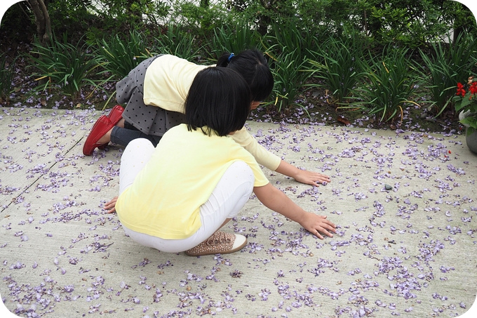 【宜蘭景點】滿綻紫藤花，相機快門按不停。就在惠欣綠花園！ @捲捲頭 ♡ 品味生活