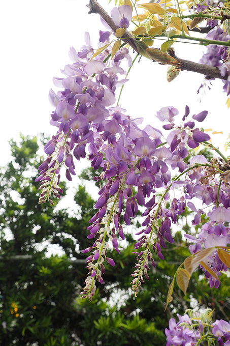 【宜蘭景點】滿綻紫藤花，相機快門按不停。就在惠欣綠花園！ @捲捲頭 ♡ 品味生活
