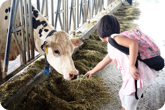 ▋台南景點 ▋林鳳營透明牧場。自己調配飼料，親手餵牛，還有參觀牛牛的旋轉木馬！ @捲捲頭 ♡ 品味生活