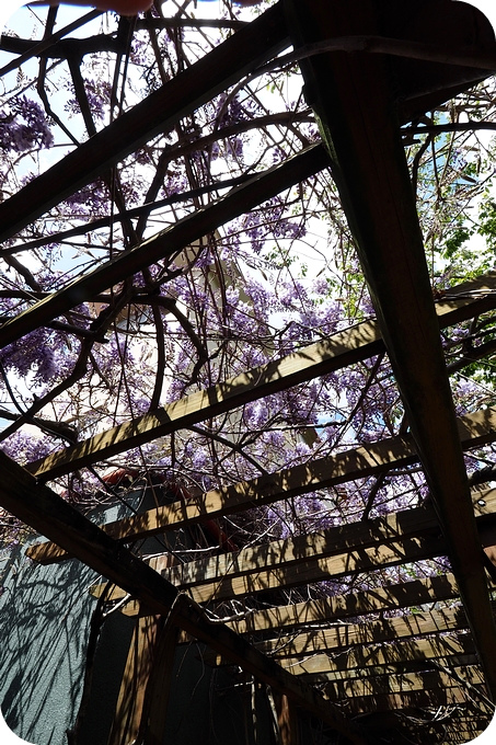 ▋武陵賞花熱點▋武陵農場的紫藤花秘境。把握最後一波花期，可能還會看見小猴子喔～ @捲捲頭 ♡ 品味生活