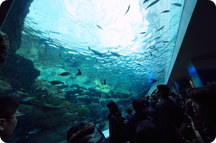 日本名古屋水族館，有點貴，但又想進去看看的水族館 @捲捲頭 ♡ 品味生活