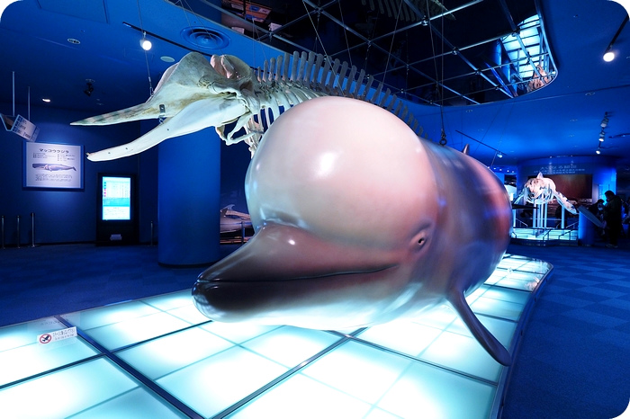▋日本名古屋親子自由行 ▋名古屋水族館。有點貴，但又想進去看看的水族館 @捲捲頭 ♡ 品味生活