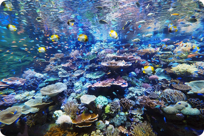 ▋日本名古屋親子自由行 ▋名古屋水族館。有點貴，但又想進去看看的水族館 @捲捲頭 ♡ 品味生活