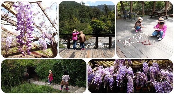 ▋武陵賞花熱點▋武陵農場的紫藤花秘境。把握最後一波花期，可能還會看見小猴子喔～ @捲捲頭 ♡ 品味生活