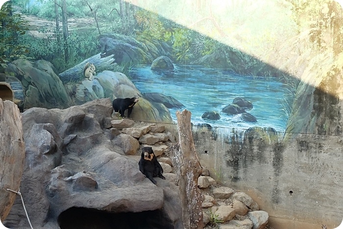 新竹市立動物園》快來動物點點名！有大明星河馬樂樂、北美浣熊、馬來熊。動物園新裝登場！ @捲捲頭 ♡ 品味生活